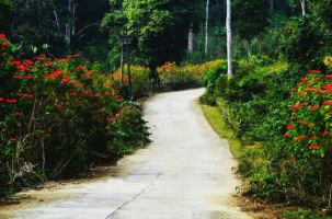 Ngắm rừng hoa trạng nguyên rực đỏ ở Vườn quốc gia Xuân Sơn