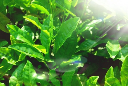 green-tea-leaves-150558-1