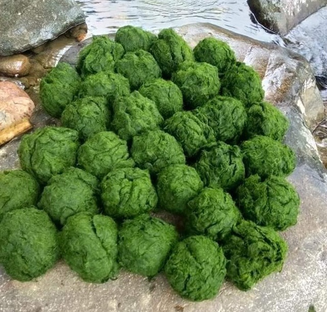 Rêu đá - Món ăn độc đáo từ núi rừng Xuân Sơn